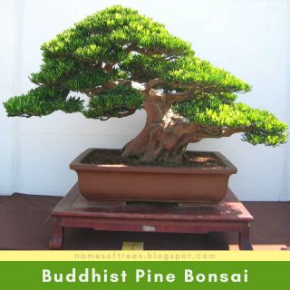 Buddhist Pine Bonsai