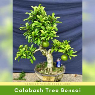 Calabash Tree Bonsai