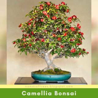 Camellia Bonsai