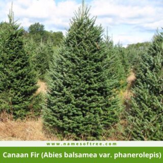 Canaan Fir (Abies balsamea var. phanerolepis)