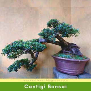 Cantigi Bonsai