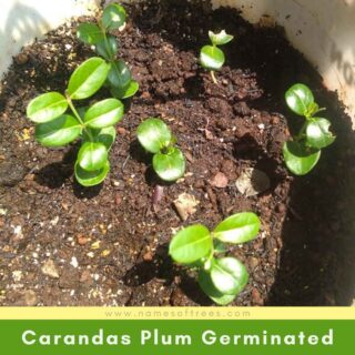 Carandas Plum Germinated