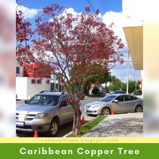 Caribbean Copper Tree