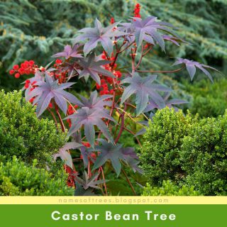 Castor Bean Tree