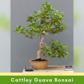 Cattley Guava Bonsai