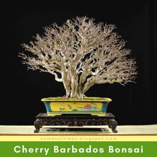 Cherry Barbados Bonsai