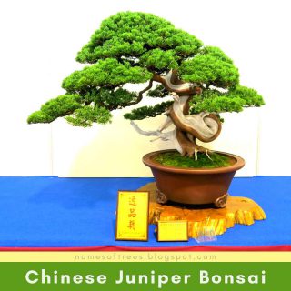Chinese Juniper Bonsai