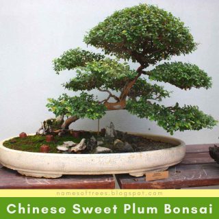 Chinese Sweet Plum Bonsai