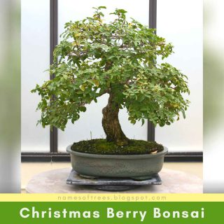 Christmas Berry Bonsai