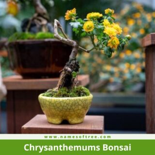Chrysanthemums Bonsai
