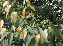Cinnamomum burmannii