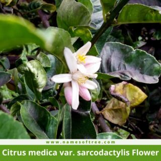 Citrus medica var. sarcodactylis Flower