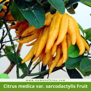 Citrus medica var. sarcodactylis Fruit