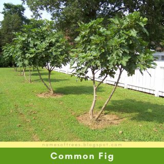 Common Fig