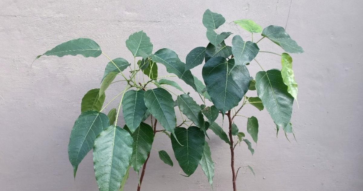 Compare Ficus religiosa and Ficus saxophila Leaves