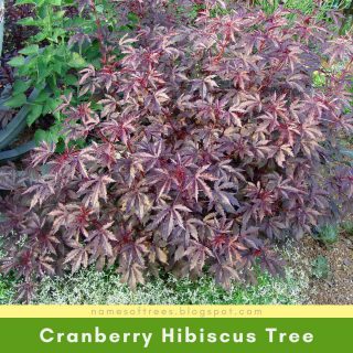 Cranberry Hibiscus Tree