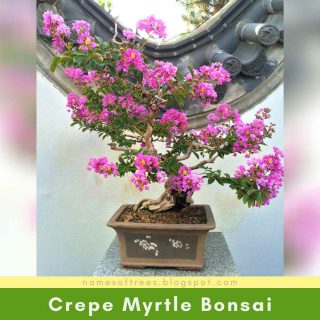 Crepe Myrtle Bonsai