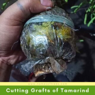 Cutting Grafts of Tamarind