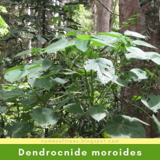 Dendrocnide moroides
