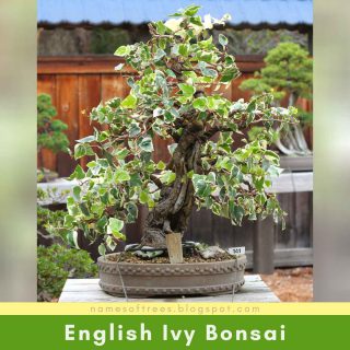 English Ivy Bonsai