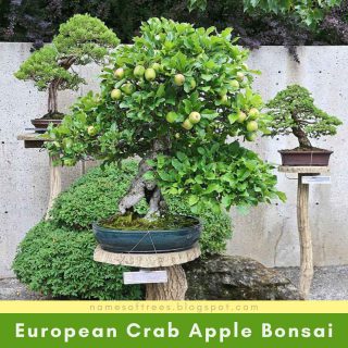 European Crab Apple Bonsai