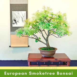 European Smoketree Bonsai