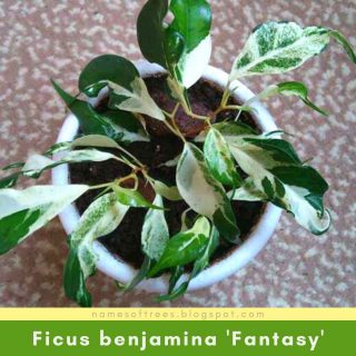 Ficus benjamina 'Fantasy'
