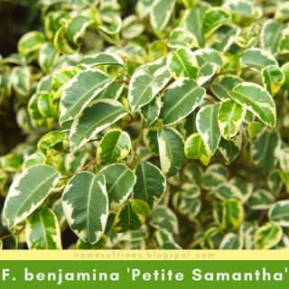 Ficus benjamina 'Petite Samantha'