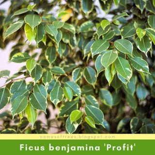 Ficus benjamina 'Profit'