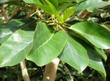 Characteristics of Bubu Fig Tree (Ficus bubu) in the Wild