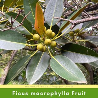 Ficus macrophylla Fruit
