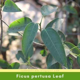 Ficus pertusa Leaf