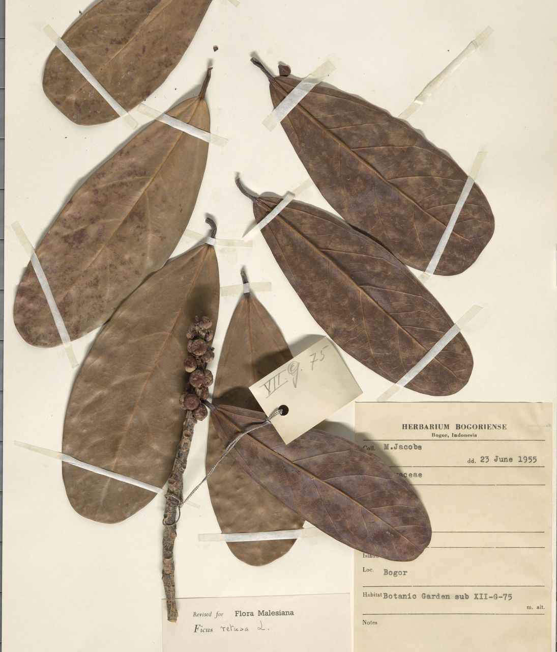 Figure of Ficus retusa at the Herbarium Bogoriense