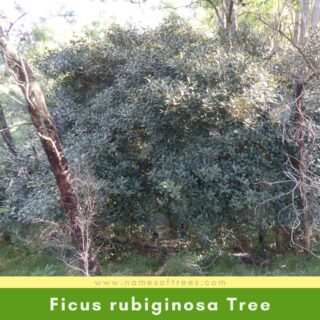 Ficus rubiginosa Tree
