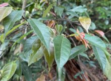 Characteristics of Nepal Fig Tree (Ficus sarmentosa) in the Wild
