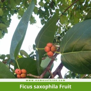 Ficus saxophila Fruit