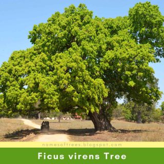 Ficus virens Tree