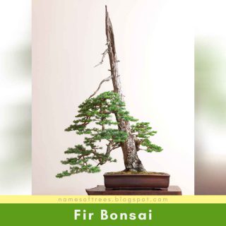 Fir Bonsai
