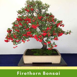 Firethorn Bonsai