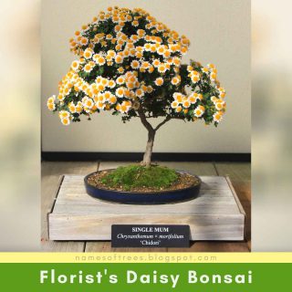 Florist's Daisy Bonsai