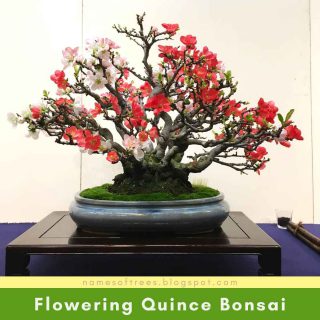 Flowering Quince Bonsai