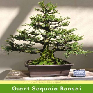 Giant Sequoia Bonsai