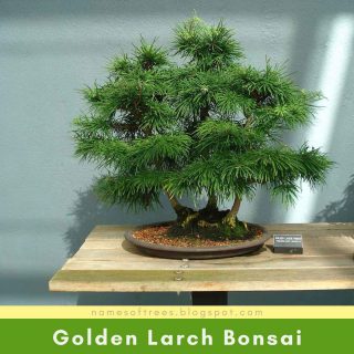 Golden Larch Bonsai