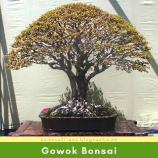 Gowok Bonsai