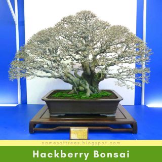 Hackberry Bonsai