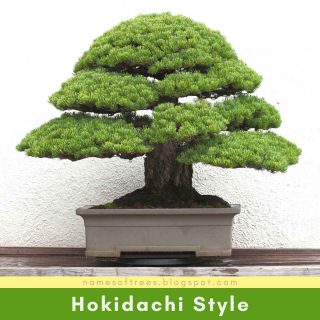 Hokidachi