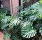 How To Take Care of Monstera Plants To Stay Healthy