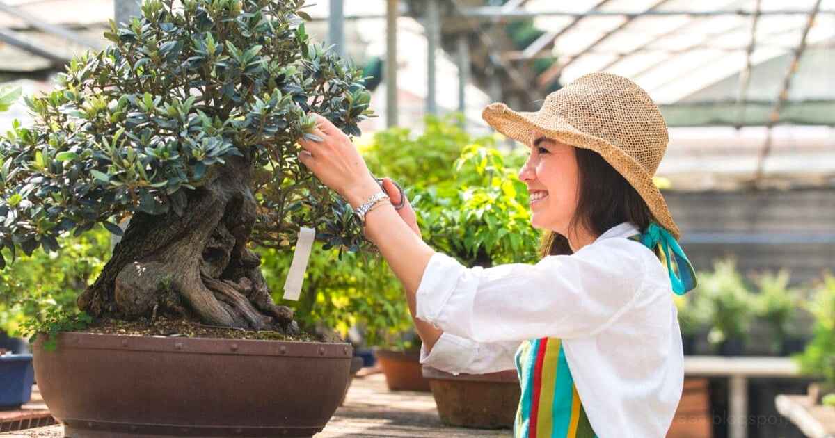 How to Maintain a Bonsai Tree
