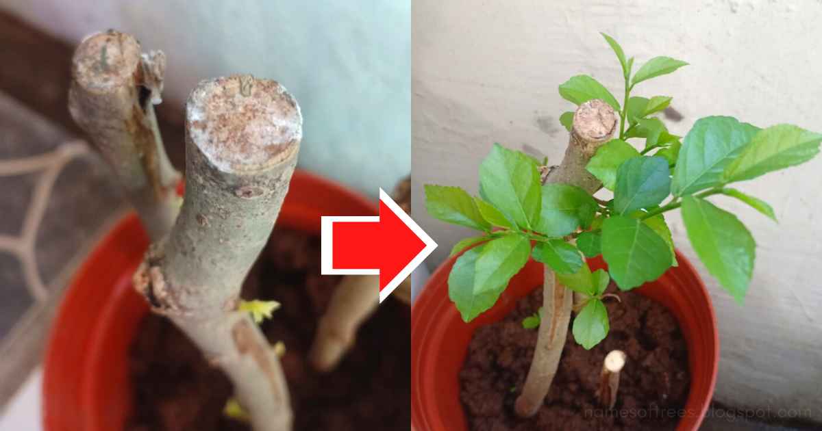 How to plant cut stems to grow
