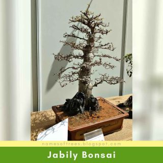 Jabily Bonsai